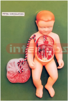 HUMAN FETAL CIRCULATION MODEL